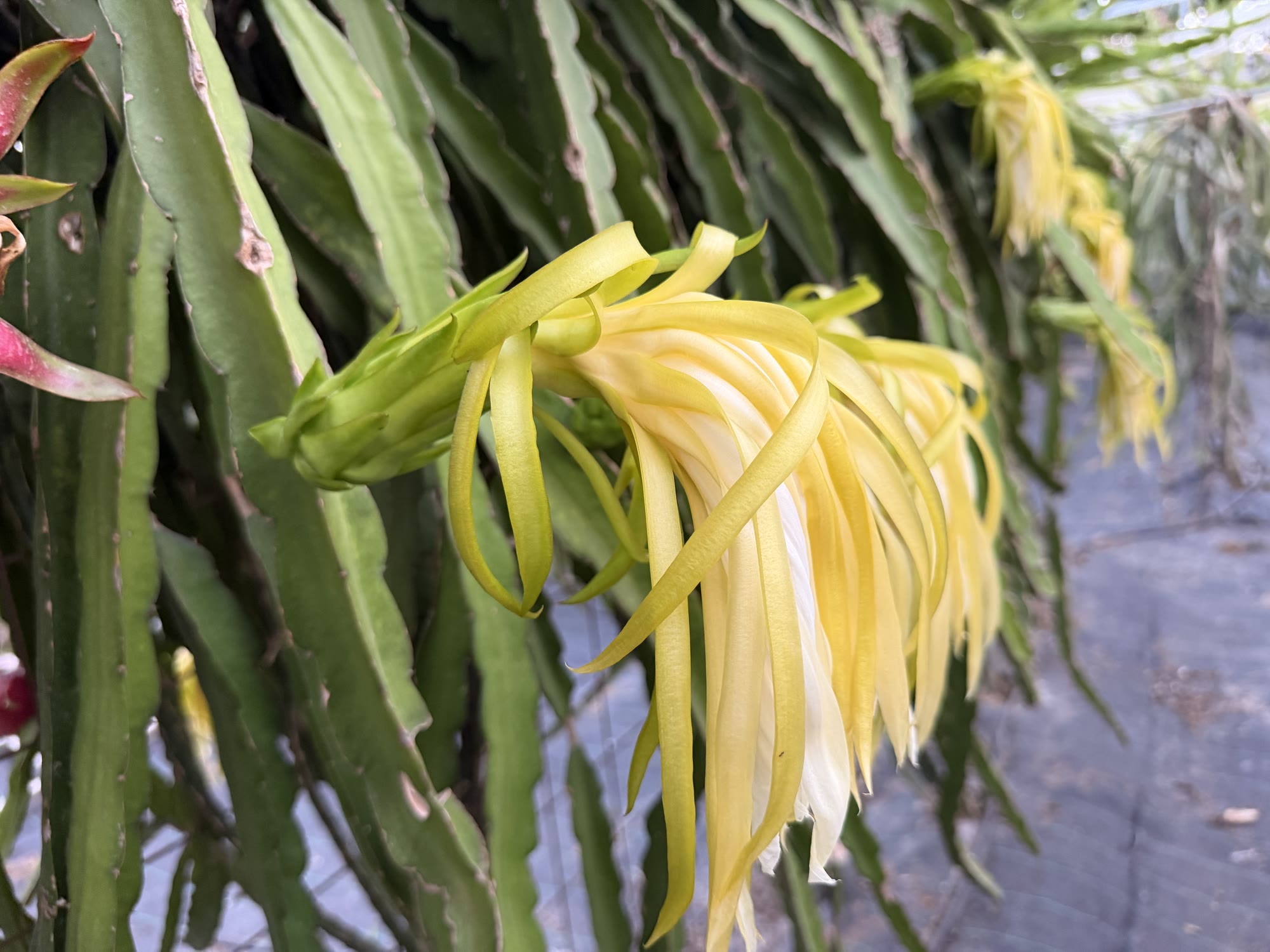 Flor de pitaya en Finca Les Arcades