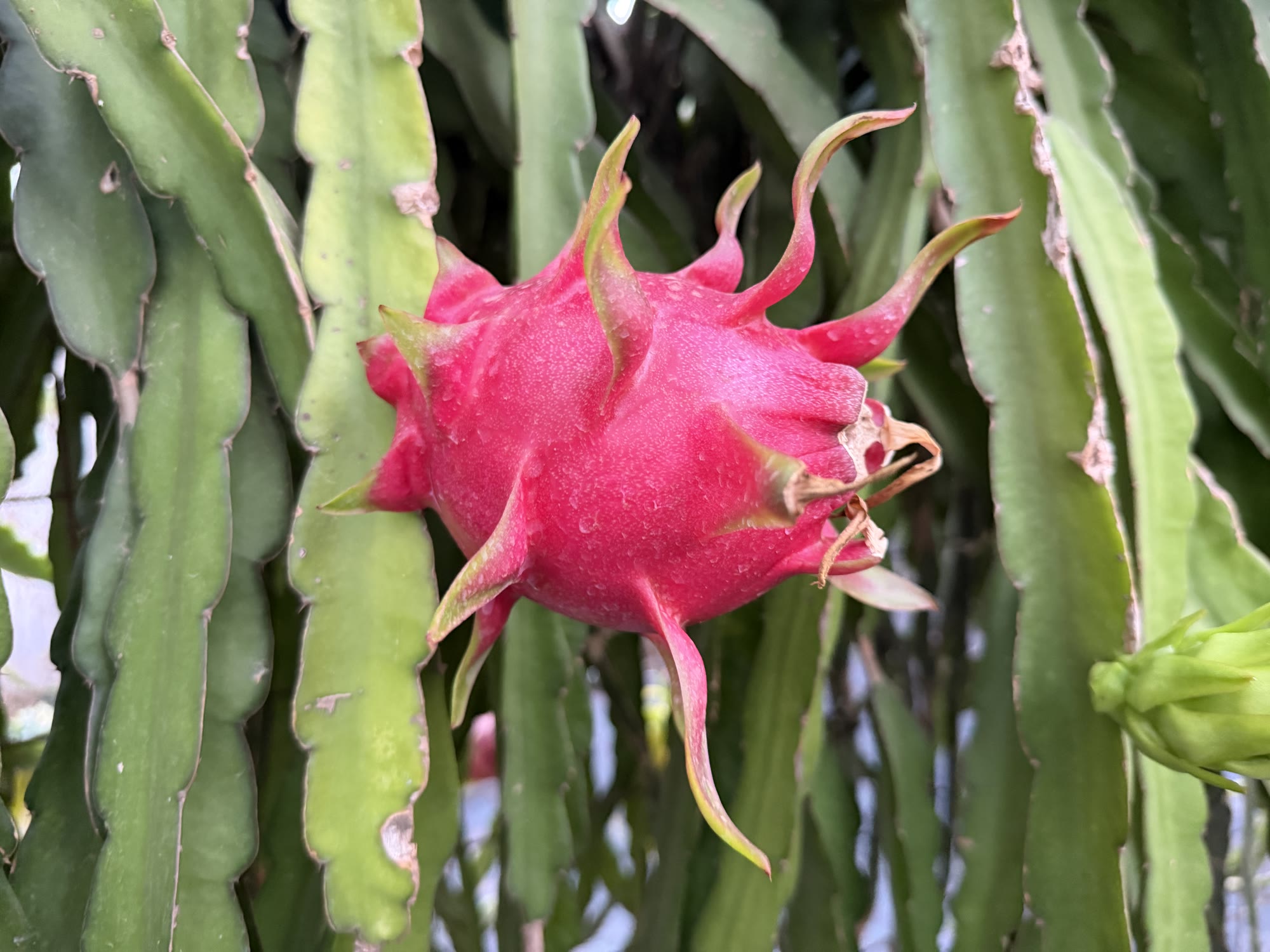 Pitaya madurando en Finca Les Arcades